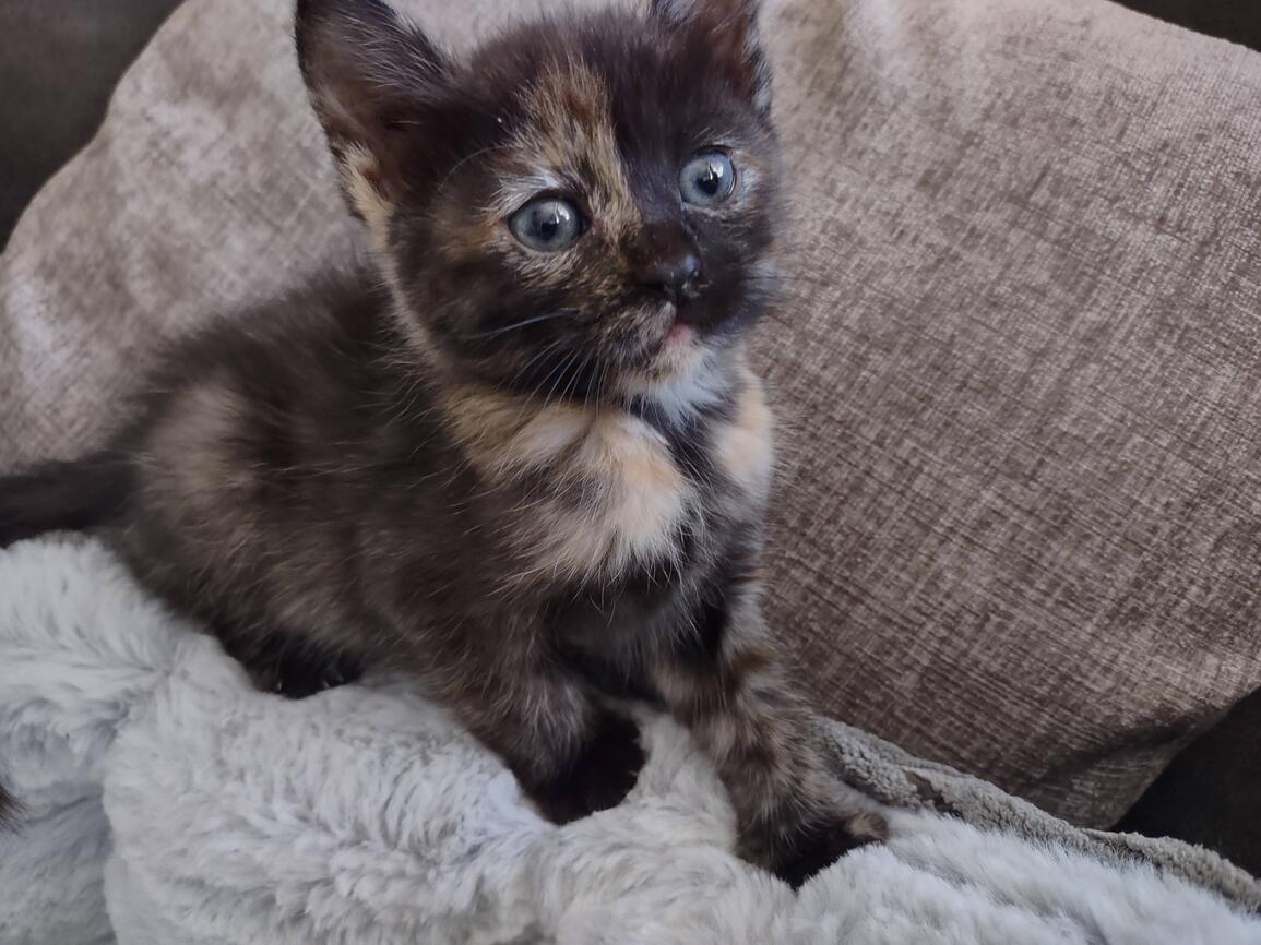 My cat Brandy as a kitten